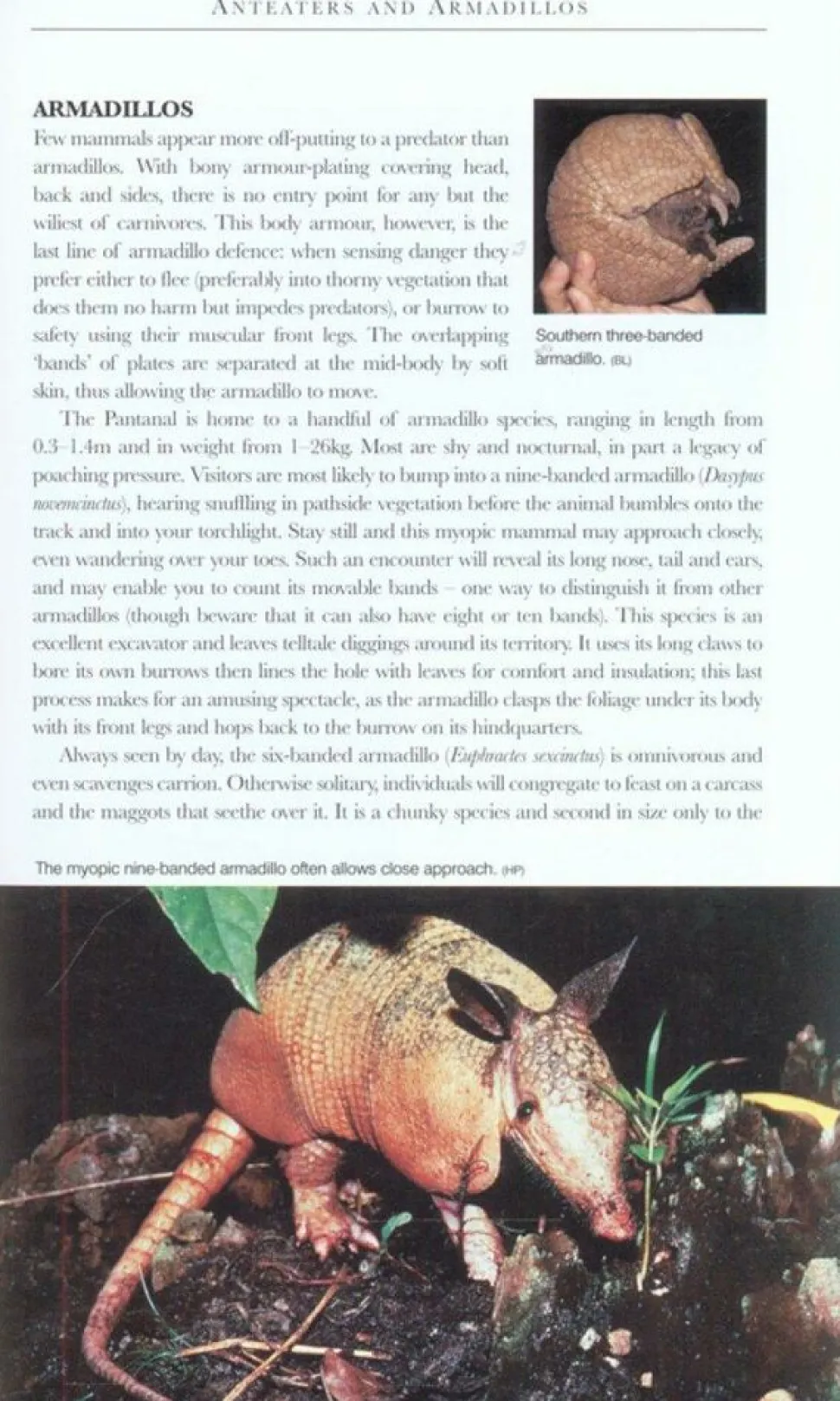 Bradt Travelguides Wildlife of the Pantanal
