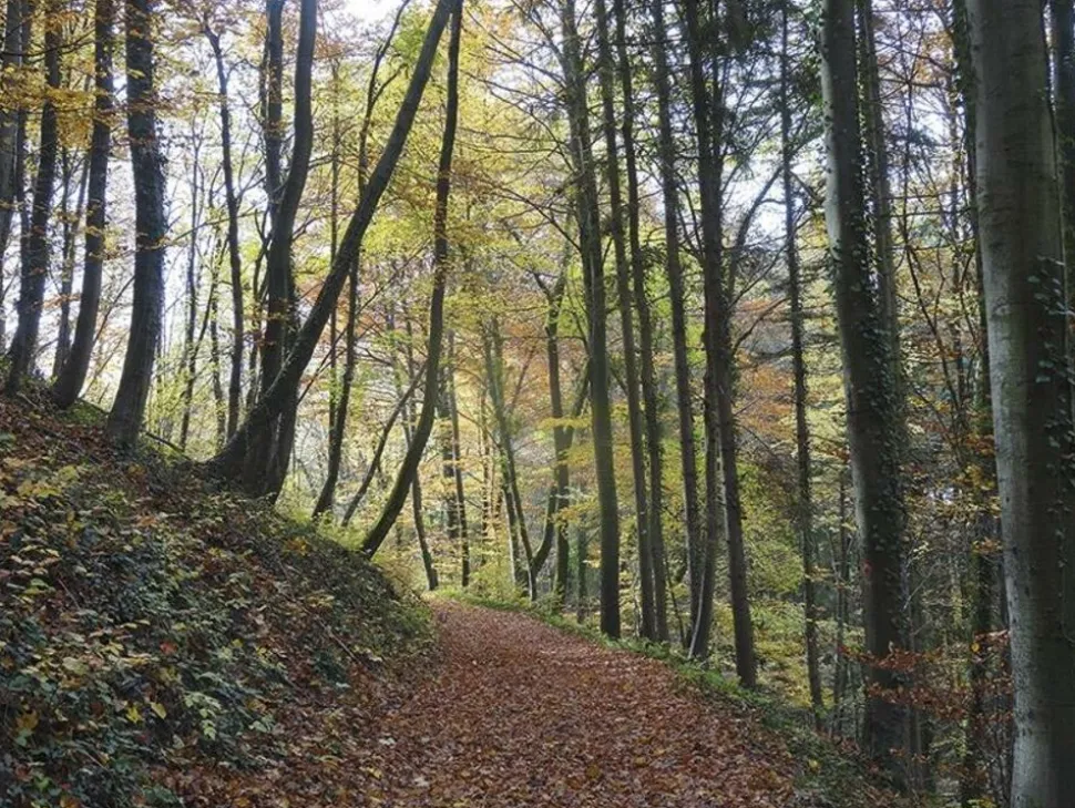 Cicerone Trekking the Westweg - Black Forest