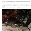 John Beaufoy Natuurgids Mammals of Southeast Asia