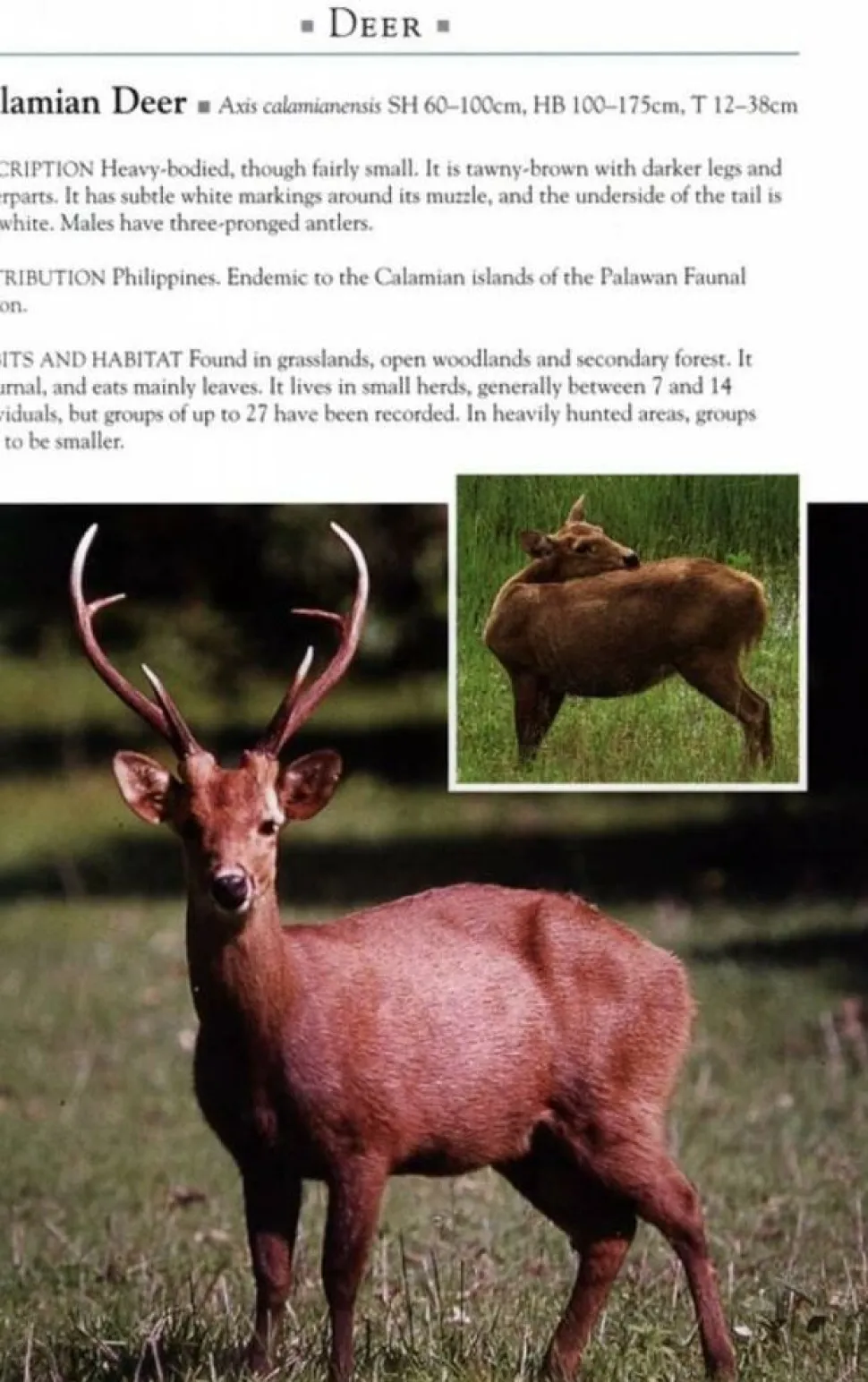 John Beaufoy Natuurgids Mammals of Southeast Asia