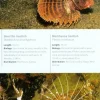 John Beaufoy Tropical Marine Life of the Indo-Pacific Region