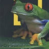 National Geographic Costa Rica (NL)
