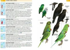 Struik Vogelgids Birds of the Indian Ocean