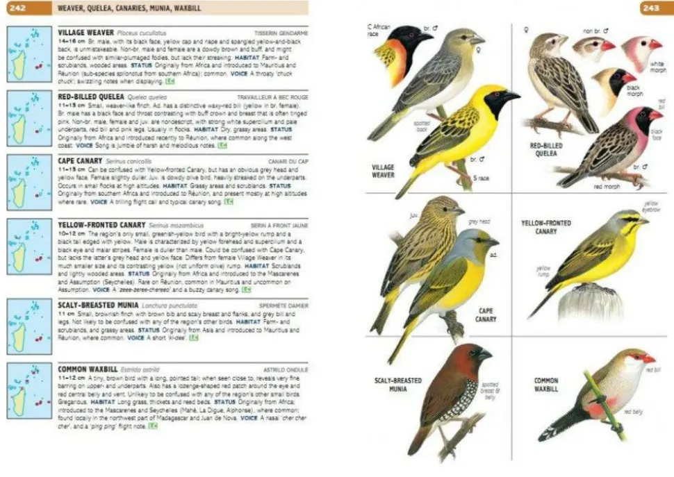 Struik Vogelgids Birds of the Indian Ocean
