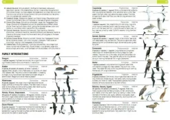 Struik Vogelgids Birds of the Indian Ocean